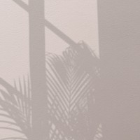 Background psd with palm tree and window shadow
