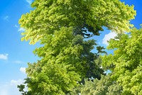 Scenic peaceful tree and blue sky nature photography