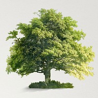 Green oak tree psd for world environment campaign