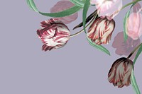 Tulip border vector on purple background