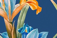 Spanish iris background psd illustration, remixed from public domain artworks