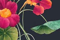 Colorful floral background psd with monk&#39;s cress illustration, remixed from public domain artworks