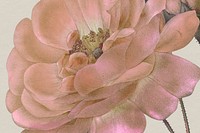 Vintage damask rose flower background psd illustration, remixed from public domain artworks