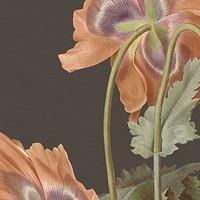 Vintage floral background psd with poppy illustration, remixed from public domain artworks