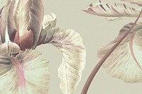 Vintage spring flower background psd illustration, remixed from public domain artworks