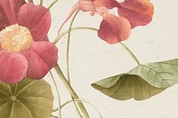 Vintage floral background psd with monk&#39;s cress flower illustration, remixed from public domain artworks