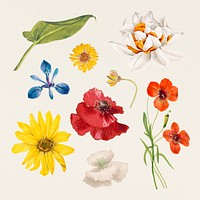 Vintage spring flower name psd illustration set, remixed from public domain artworks