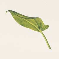 Hand drawn green leaf illustration, remixed from public domain artworks