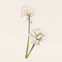 Vintage allium sibiricum flower illustration, remixed from public domain artworks