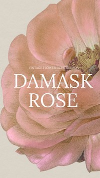 Vintage damask rose background illustration, remixed from public domain artworks