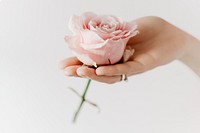 Aesthetic pink rose psd in woman&rsquo;s hand aromatherapy campaign