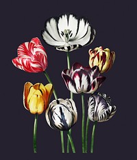 Vintage tulips illustration