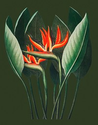 Vintage Queen–Plant illustration