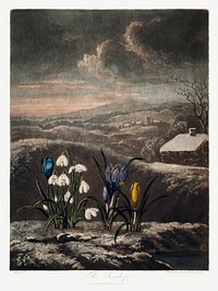 The Snowdrops from The Temple of Flora (1807) by <a href="https://www.rawpixel.com/search/robert%20john%20thorton?sort=curated&amp;page=1">Robert John Thornton</a>. Original from Biodiversity Heritage Library. Digitally enhanced by rawpixel.