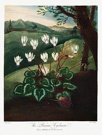 The Persian Cyclamen from The Temple of Flora (1807) by <a href="https://www.rawpixel.com/search/robert%20john%20thorton?sort=curated&amp;page=1">Robert John Thornton</a>. Original from Biodiversity Heritage Library. Digitally enhanced by rawpixel.