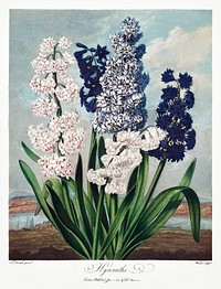 Hyacinths from The Temple of Flora (1807) by <a href="https://www.rawpixel.com/search/robert%20john%20thorton?sort=curated&amp;page=1">Robert John Thornton</a>. Original from Biodiversity Heritage Library. Digitally enhanced by rawpixel.