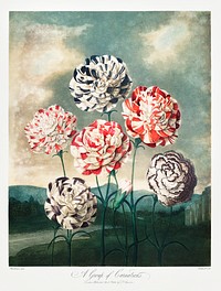 A Group of Carnations from The Temple of Flora (1807) by <a href="https://www.rawpixel.com/search/robert%20john%20thorton?sort=curated&amp;page=1">Robert John Thornton</a>. Original from Biodiversity Heritage Library. Digitally enhanced by rawpixel.