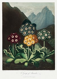A Group of Auriculas from The Temple of Flora (1807) by <a href="https://www.rawpixel.com/search/robert%20john%20thorton?sort=curated&amp;page=1">Robert John Thornton</a>. Original from Biodiversity Heritage Library. Digitally enhanced by rawpixel.