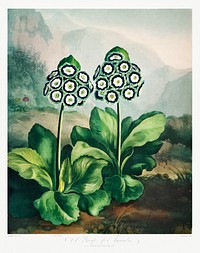 A Group of Auriculas from The Temple of Flora (1807) by <a href="https://www.rawpixel.com/search/robert%20john%20thorton?sort=curated&amp;page=1">Robert John Thornton</a>. Original from Biodiversity Heritage Library. Digitally enhanced by rawpixel.