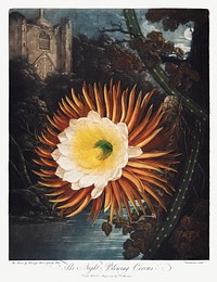 The Night&ndash;Blowing Cereus from The Temple of Flora (1807) by <a href="https://www.rawpixel.com/search/robert%20john%20thorton?sort=curated&amp;page=1">Robert John Thornton</a>. Original from Biodiversity Heritage Library. Digitally enhanced by rawpixel.