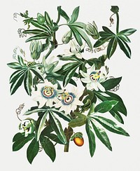 Vintage Passiflora Cerulea illustration