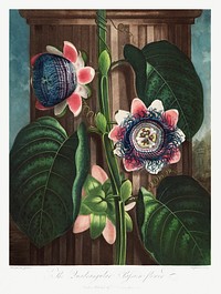 The Quadrangular Passion Flower from The Temple of Flora (1807) by <a href="https://www.rawpixel.com/search/robert%20john%20thorton?sort=curated&amp;page=1">Robert John Thornton</a>. Original from Biodiversity Heritage Library. Digitally enhanced by rawpixel.