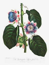 The Quadrangular Passion Flower illustration