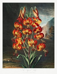 The Superb Lily from The Temple of Flora (1807) by <a href="https://www.rawpixel.com/search/robert%20john%20thorton?sort=curated&amp;page=1">Robert John Thornton</a>. Original from Biodiversity Heritage Library. Digitally enhanced by rawpixel.