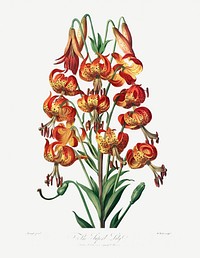 The Superb Lily illustration
