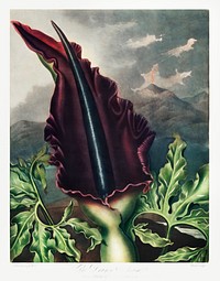 The Dragon Arum from The Temple of Flora (1807) by <a href="https://www.rawpixel.com/search/robert%20john%20thorton?sort=curated&amp;page=1">Robert John Thornton</a>. Original from Biodiversity Heritage Library. Digitally enhanced by rawpixel.
