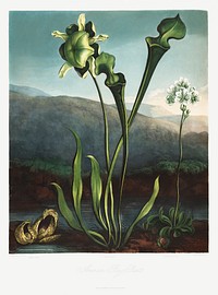 American Bog Plants from The Temple of Flora (1807) by <a href="https://www.rawpixel.com/search/robert%20john%20thorton?sort=curated&amp;page=1">Robert John Thornton</a>. Original from Biodiversity Heritage Library. Digitally enhanced by rawpixel.