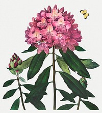 Vintage Pontic Rhododendron illustration