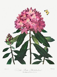 The Pontic Rhododendron illustration