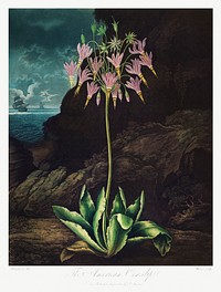 The American Cowslip from The Temple of Flora (1807) by <a href="https://www.rawpixel.com/search/robert%20john%20thorton?sort=curated&amp;page=1">Robert John Thornton</a>. Original from Biodiversity Heritage Library. Digitally enhanced by rawpixel.