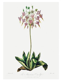 The American Cowslip illustration<br />