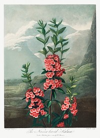 The Narrow&ndash;Leaved Kalmia from The Temple of Flora (1807) by <a href="https://www.rawpixel.com/search/robert%20john%20thorton?sort=curated&amp;page=1">Robert John Thornton</a>. Original from Biodiversity Heritage Library. Digitally enhanced by rawpixel.