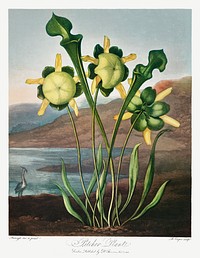 Pitcher Plant from The Temple of Flora (1807) by <a href="https://www.rawpixel.com/search/robert%20john%20thorton?sort=curated&amp;page=1">Robert John Thornton</a>. Original from Biodiversity Heritage Library. Digitally enhanced by rawpixel.