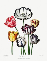 Tulips illustration