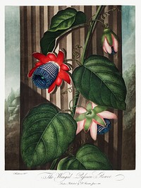 The Winged Passion-Flower from The Temple of Flora (1807) by <a href="https://www.rawpixel.com/search/robert%20john%20thorton?sort=curated&amp;page=1">Robert John Thornton</a>. Original from Biodiversity Heritage Library. Digitally enhanced by rawpixel.