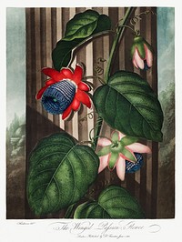 The Winged Passion-Flower from The Temple of Flora (1807) by Robert John Thornton. Original from Biodiversity Heritage Library. Digitally enhanced by rawpixel.