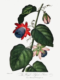 The Winged Passion-Flower illustration
