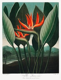 The Queen&ndash;Plant from The Temple of Flora (1807) by <a href="https://www.rawpixel.com/search/robert%20john%20thornton?sort=curated&amp;page=1">Robert John Thornton</a>. Original from Biodiversity Heritage Library. Digitally enhanced by rawpixel.