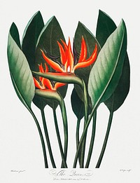 The Queen&ndash;Plant illustration