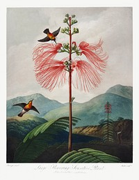 Large&ndash;Flowering Sensitive Plant from The Temple of Flora (1807) by <a href="https://www.rawpixel.com/search/robert%20john%20thorton?sort=curated&amp;page=1">Robert John Thornton</a>. Original from Biodiversity Heritage Library. Digitally enhanced by rawpixel.