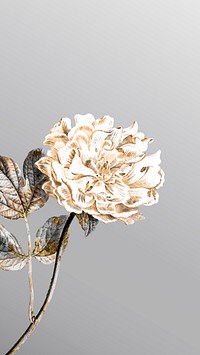 Floral peony mobile phone wallpaper vector