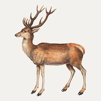 Vintage deer illustration in vector