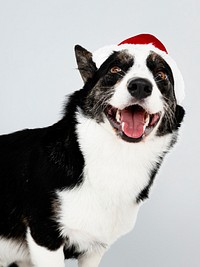 Cardigan Welsh Corgi with a Christmas hat