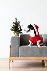 Cardigan Welsh Corgi wearing a Christmas costume