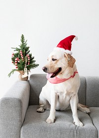 Cute Labrador Retriever wearing a Christmas hat