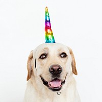 Cute Labrador Retriever with a unicorn cap